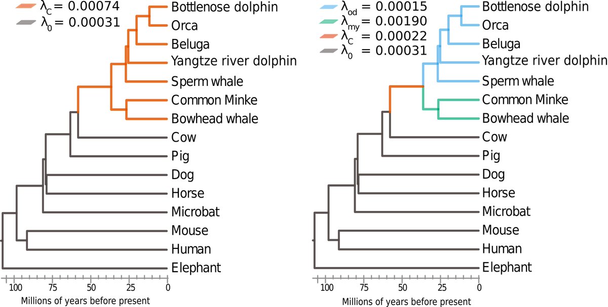 BaltoGaia's tweet photo. 4/7 Further, in the #baleenwhales we found 6 genes with signal of #PositiveSelection related to breast carcinoma, lung neoplasm (ADAMTS8) and leukaemia (ANXA1). The TSGs turnover rate (gene gain and loss) was almost 2.4-fold higher in cetaceans and even faster in baleen whales. https://t.co/KOZpYMhZYo