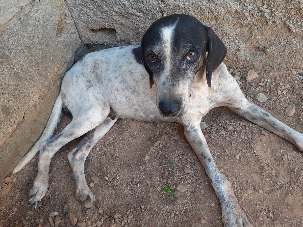 Ella es manchita, creo que es un prolapso lo que tiene , ha parido varias veces y la echaron a la calle , alguna fundación en Barinas que pueda ayudarla