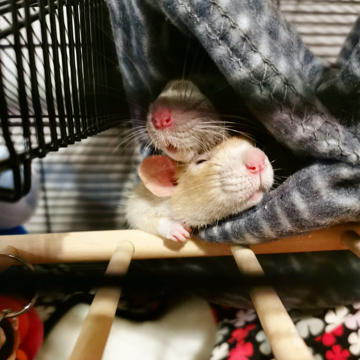 isolatedpoptart's tweet photo. Rat sandwich featuring Hank and Bobby. 
#rat #rats #petrats https://t.co/L8LoxMQ4RX