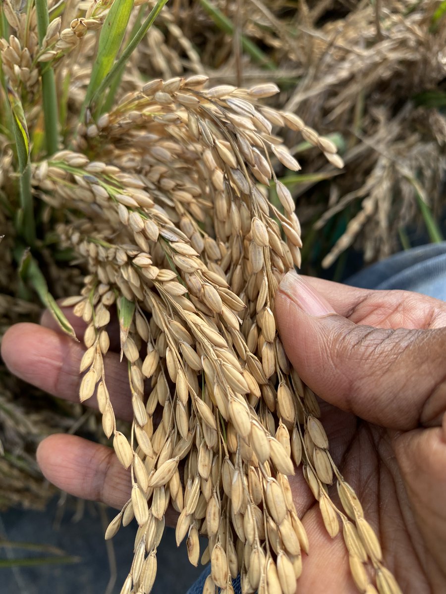 The Rice Mill is coming!!