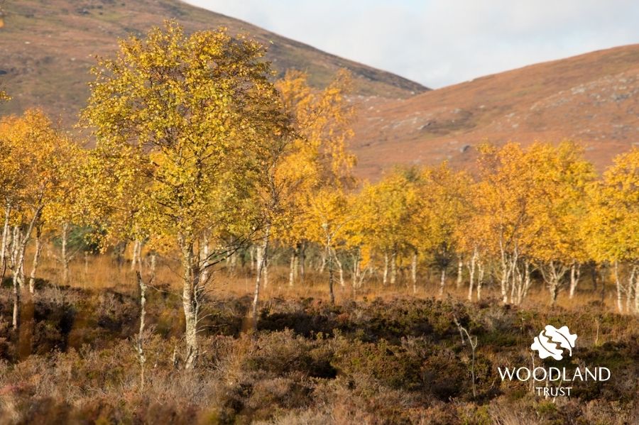 WT_Darren's tweet photo. ๐ด๓ ง๓ ข๓ ณ๓ ฃ๓ ด๓ ฟOur #EmergencyTreePlan target of 18,000ha of #woodland creation per year was adopted from 2024/25. This phased boost to targets will grow the skills, people and trees needed to massively increase woodland cover. 2/15 https://t.co/WcnnlTsD3T