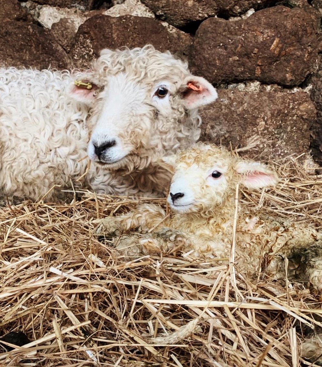 After a long wait and a lot of night checks we have finally have our first lamb of 2021! A beautiful and healthy Devon and Cornwall Longwool ewe lamb! 🐑❤️🐑 

#dartmoor #devon #lambing #lamb #sheep #devonandcornwalllongwool