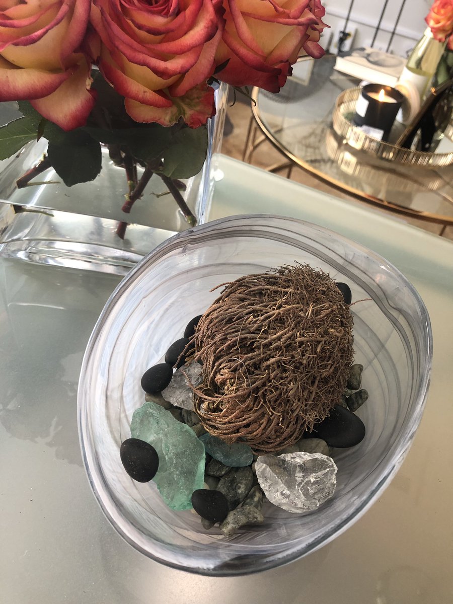InteriorsProper's tweet photo. The Rose of Jericho also known as the “resurrection plant” is believed to have spiritual energy bringing peace, prosperity, and harmony to its space.

Let us find out. ✨ https://t.co/qFGSoy6RCt