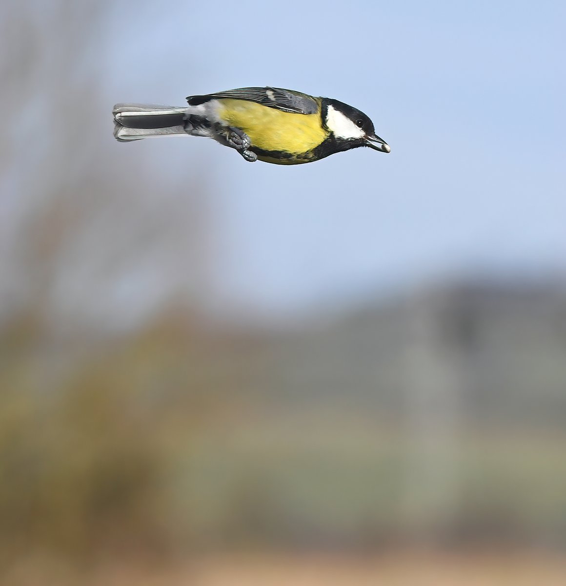 Lockdown is coming to an end, life can get back to as close to 'normal' as possible, but some things never change.... BIRD.LAUNCHED.AT.ME! AGAIN! At least this Great Tit brought me a present... 