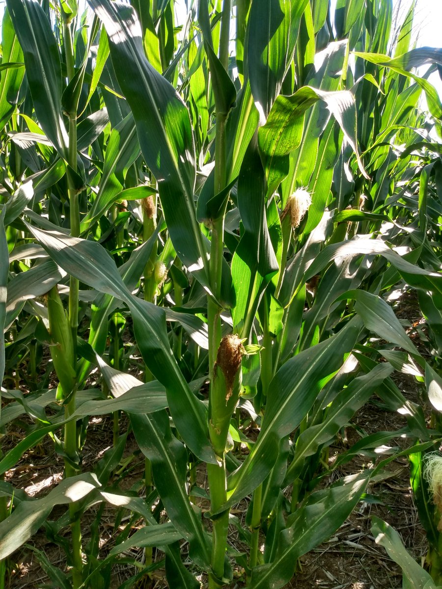 Mariano Martinez tweet media