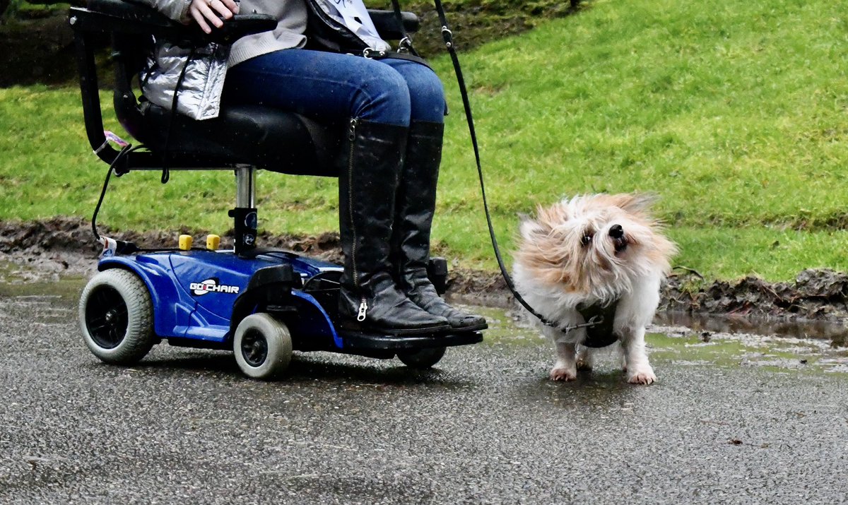 MsWheelchairUSA's tweet photo. Happy #ResponsiblePetOwnersMonth! Sarah Tompkins, #MsWheelchairPacificCoastUSA, shares what her pet means to her on our latest Facebook post. Be sure to check out the lovely pics of Sarah and Wilson on their Roll ‘n Stroll. #DisabilityPageant #MWUSA https://t.co/d5sKKEayle
