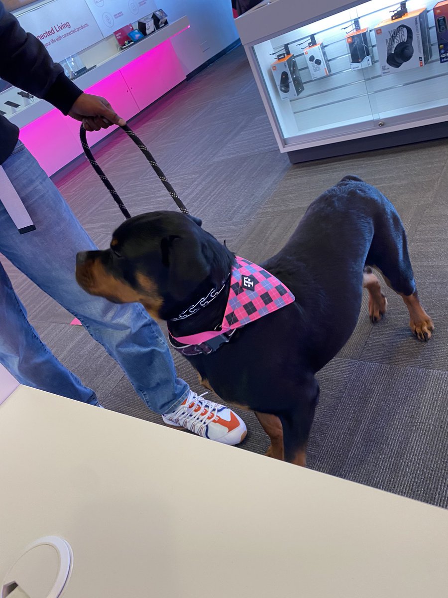 Lady came in for her #TmobileTuesdays deal , I think she looks spiffy! Come grab yours before we run out ! #BAE #TMobileFurFriends #BAMily #WestisBest