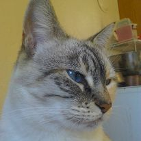MulloyMegwich's tweet photo. #HaiTimTuesday!  #HaiTim #HiDavid #HiLittleDavid, and anyone else I may have forgotten. This wonderful cat is PC! I took him in and 5 of his relatives when their humans became homeless. They lived with me for 3 years. I adored PC. He has gone #OTRB but I he lives in my heart. https://t.co/7ogJxxgR2D