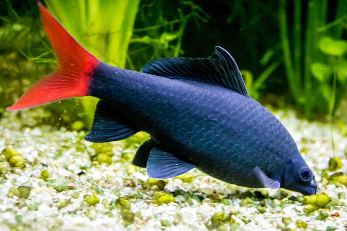 red tail shark petsmart