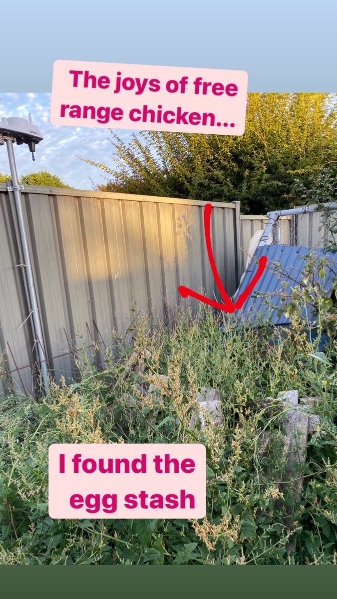 LisasDays's tweet photo. I finally found the egg stash, in the one overgrown part of the backyard...
The joy of free range chickens... sheβs 8yrs old, Iβm surprised sheβs still laying #freerangechickens #backyardeggs #melbourne https://t.co/Cph2psMfhe