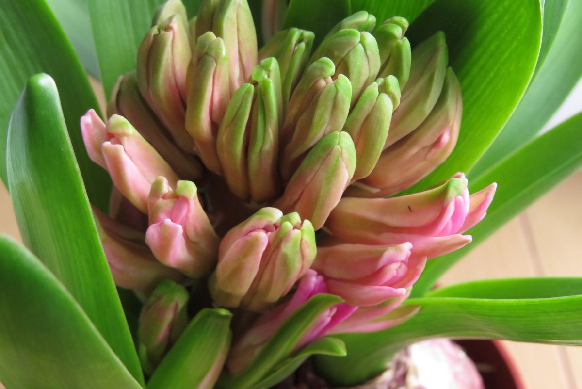 さくら おはようございます ヒヤシンスを お迎えしました まもなく咲きそうです ヒヤシンス 花のある暮らし 花好き ガーデニング 花写真 季節の花 Tlを花でいっぱいにしよう