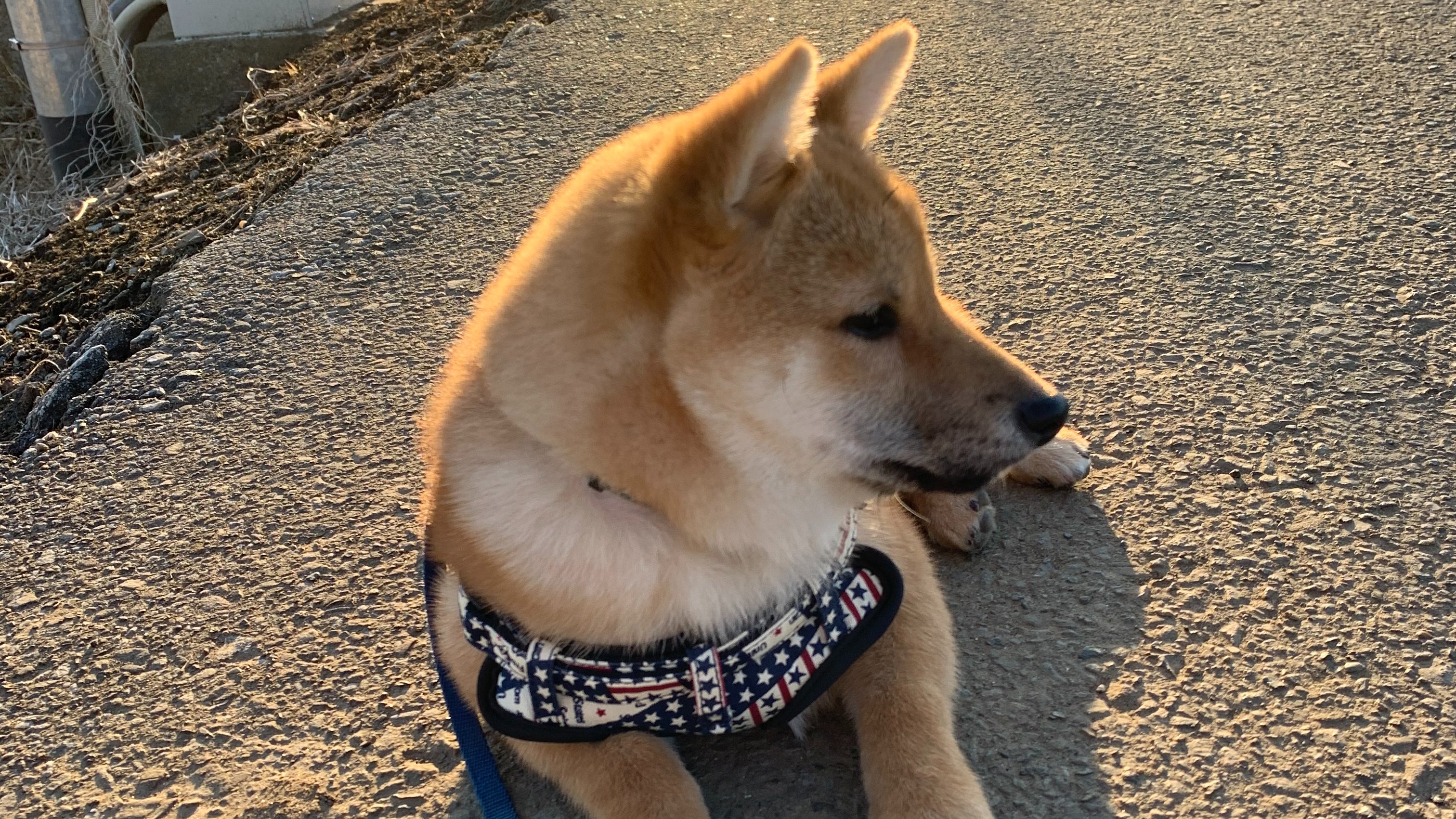 居酒屋 大吉 0913daikichi Twitter