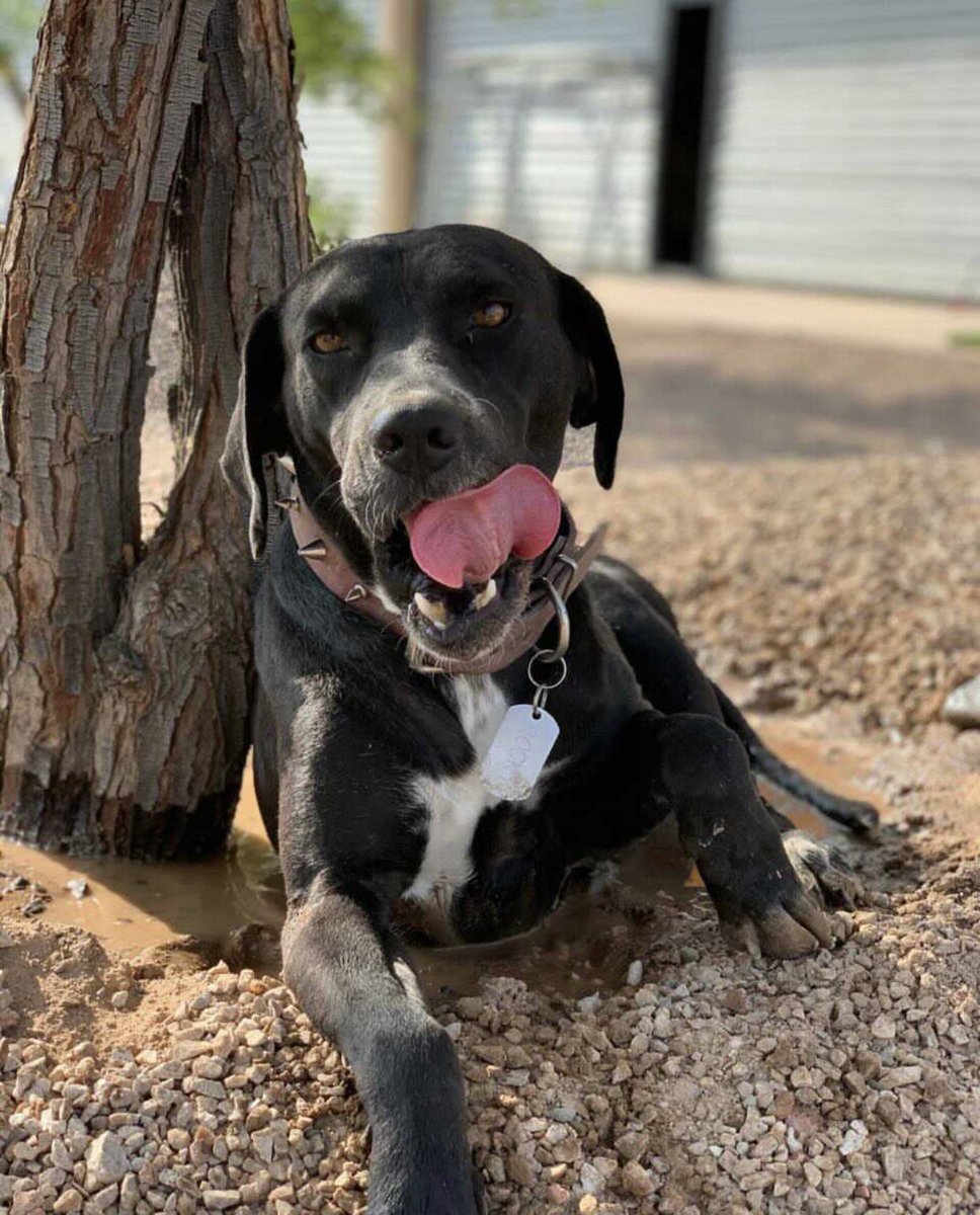 michelleriveraa's tweet image. Así era Rocky, el perrito que ayer mencioné estaba por fuera de un negocio por el Navarrete, se trató de un momento en el que intentó escapar cuando tomé la foto, la realidad es que es un perrito rescatado al que se le da amor 

¡agradezco aclaración a la gente de #GrassMasters!