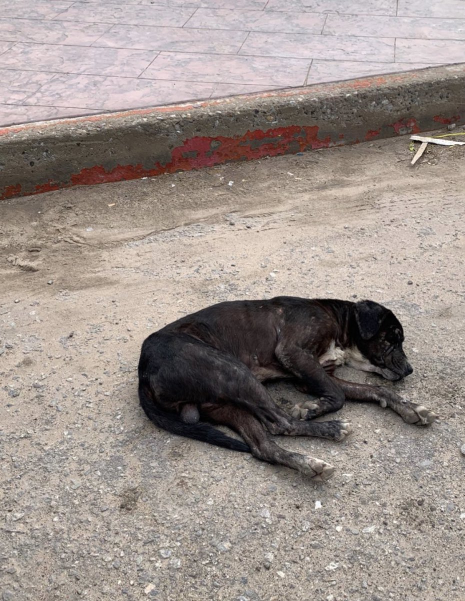 michelleriveraa's tweet image. Así era Rocky, el perrito que ayer mencioné estaba por fuera de un negocio por el Navarrete, se trató de un momento en el que intentó escapar cuando tomé la foto, la realidad es que es un perrito rescatado al que se le da amor 

¡agradezco aclaración a la gente de #GrassMasters!
