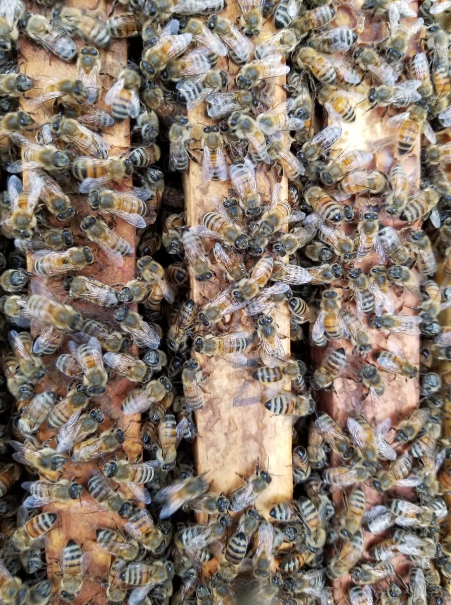 CMBAbees's tweet photo. Weather is great this week to check your hives! If you need food add sugar, if you need bees or are interested in starting beekeeping go here https://t.co/wfv65Z1N56 https://t.co/h3ZDktLYfY