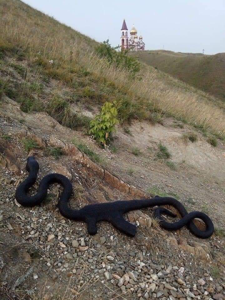 MagajinB's tweet photo. Snake 🐍 in Russia swallowed an ak47 😂😂 https://t.co/iyxL9PUQae