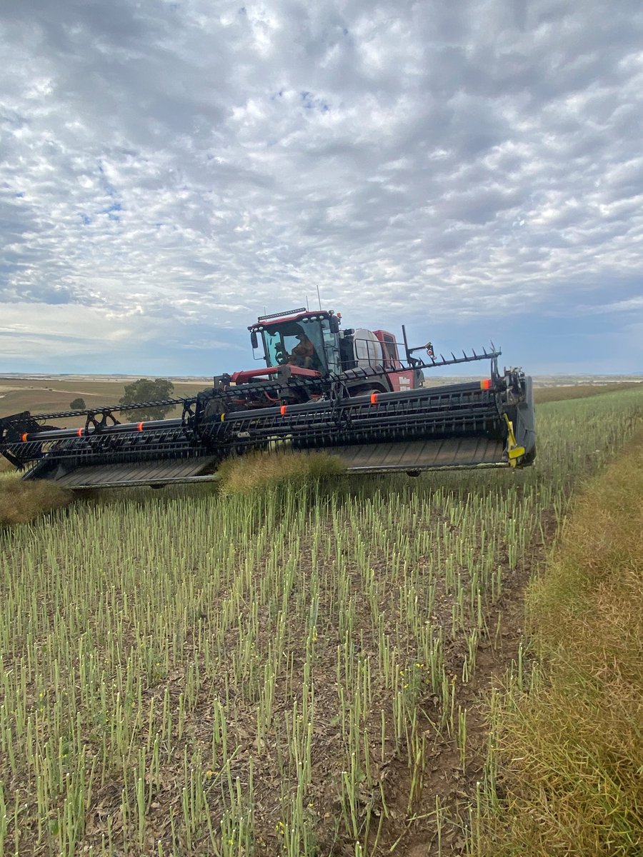 MillerSpray_au's tweet photo. Swath and spray with one machine 🌾

Miller Nitro is the ONLY self-propelled sprayer that allows a multi-use option.

Consider your integrated weed management plan; swath and spray with your Miller Nitro this year.

#NeverLookBack https://t.co/7sLvYur4DW