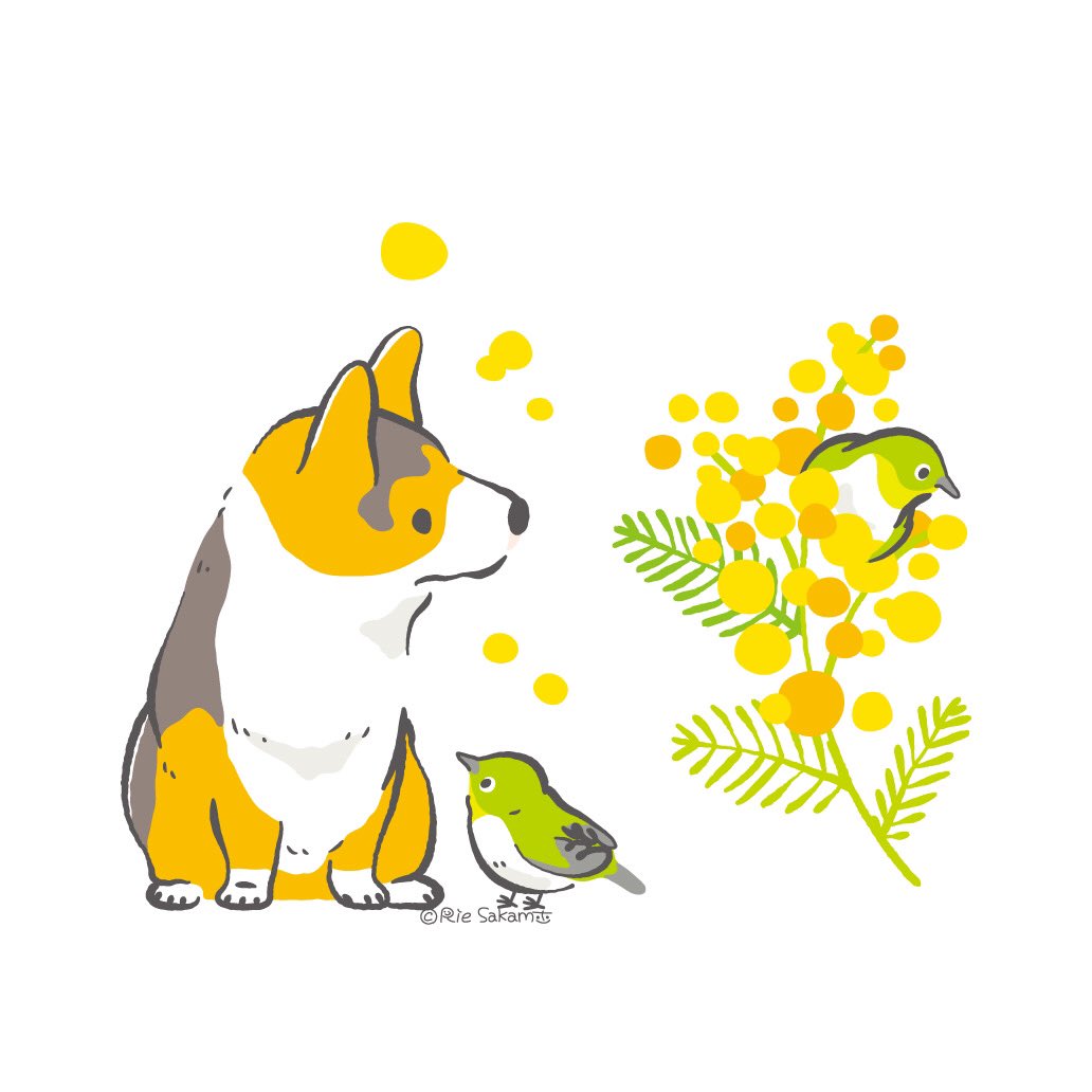 コーギーとメジロとミモザと 2 7 Corgi コーギー サカモトリエ イラストレーターのイラスト