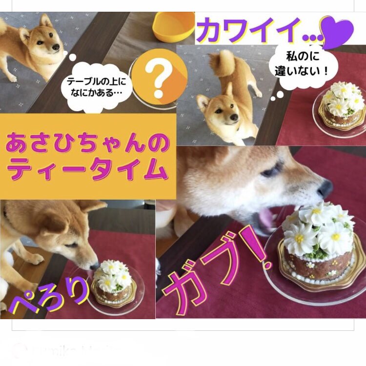 犬のケーキ屋さん アトリエキャドック Suginamimignon Twitter