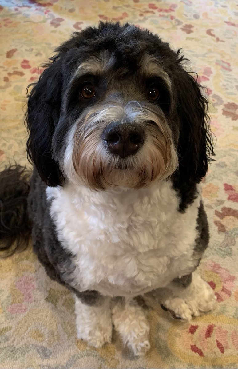 Bethanie Danko tweet media