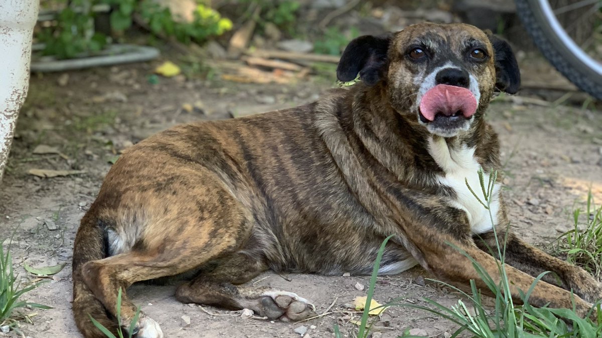 FlojitosDeP's tweet photo. 🌟Porteña en adopción🌟

Esta preciosa es muy dulce, tranquila y compañera. Tiene aproximadamente seis años, es de tamaño chico, esta castrada y vacunada. 🐕💕 https://t.co/wk9C3LKCJ9