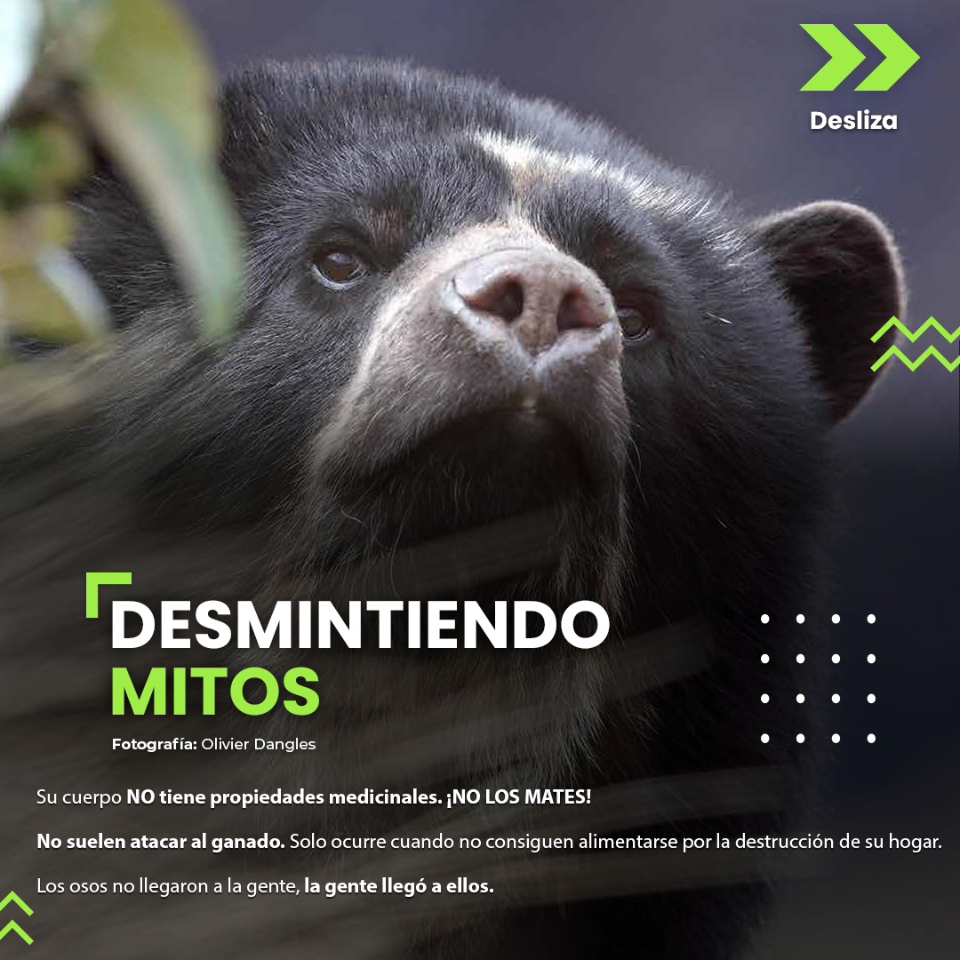 fonag's tweet photo. 2 de 2 #GuardianesDelOsoAndino https://t.co/viMwdsfyIr