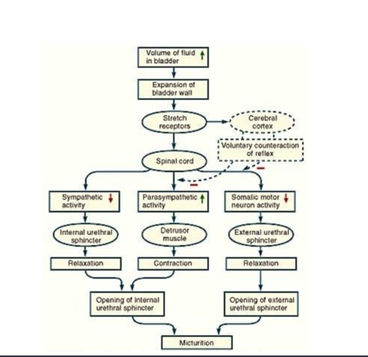 MedicAnother's tweet photo. #physiology #micturition
1. #M3 Ach stretch R activated
2. #Parasympatheticpelvicnerve fibres carry signals via S2&amp;S3 spinal segments -
3. #REFLEX from S2&amp;3 SC to parasymp gang excited #detrusor
4. External urethralSphincter excited by S4 #pudendalN. 
5. #pons #voluntaryControl https://t.co/ue0lAbj71w