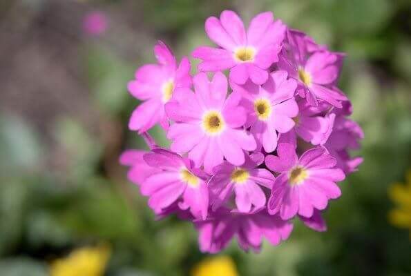 きょう子ママ いいちこ愛好家の転身 A Twitter 2月24日 水曜日 の誕生花は サクラソウ 他 花言葉は 淡い恋 など