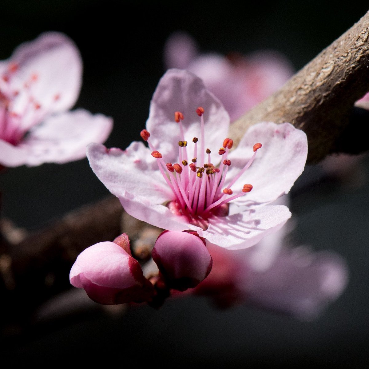 jquirozlrf's tweet photo. Empezando a florear, se acerca la primavera #flowers #mygarden #flores #primavera2021 #SpringIsComing #nikon #nikonmx #macrophotography #nikonmicro #DoYouRemember https://t.co/Ul1gK7gI8J