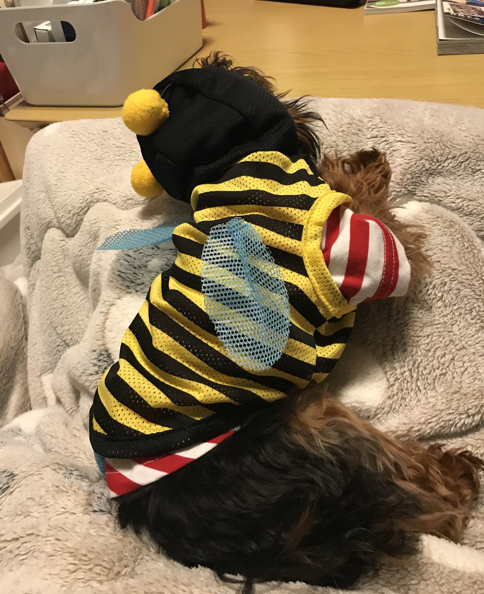 おはぎまる ダイソー かわいい犬服 服の上から着せたらボーダーマンになってしまった 自分の羽を食いちぎろうと荒ぶる犬蜂 そしてスン おはぎまる ダイソー かわいい犬服 服の上から着せたらボーダーマンになってしまった 自分の羽を食いちぎろうと荒ぶる犬蜂 そしてスン