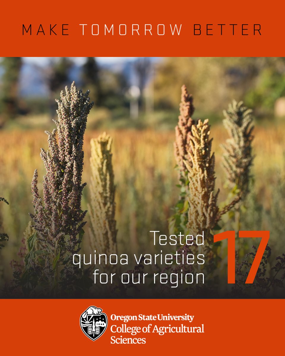 OSUAgSci's tweet image. South American superfood #quinoa is poised to perform in OR with multiple varieties successfully tested in the Willamette Valley.

@OregonStateGR @BeaverCaucus @ORagriculture 
#glutenfree #OSUImpact 
For more --&amp;gt;beav.es/JWa
