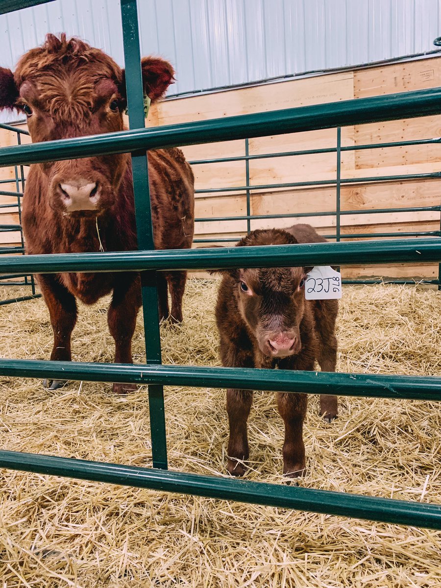 Happy #cdnagday2021 ! Grateful to have grown up in it, and to raise mine in it!