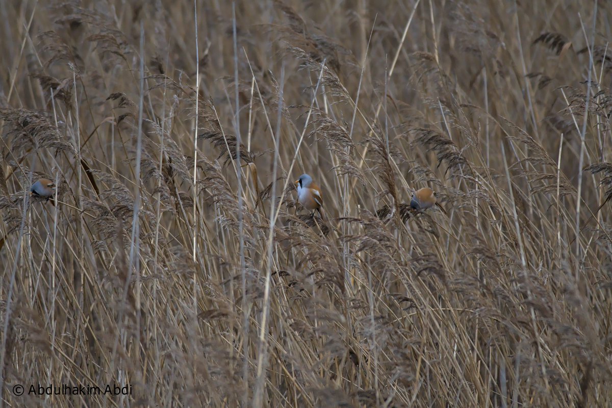 birdingtherapy's tweet photo. Bearded Reedlings doing what they do best. Have a great weekend! #TGIF 

#birds #birding #birdphotography #birdingtherapy #birdsofsweden #birdsofskåne #birdsofmalmö #BirdsSeenIn2021 https://t.co/u3G9BVmUvL