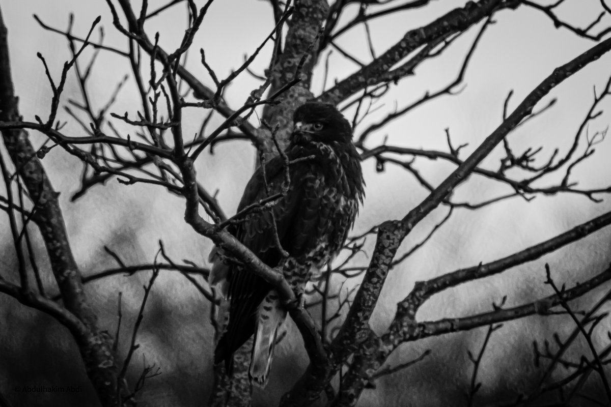 birdingtherapy's tweet photo. Portrait of a Common Buzzard.

#birds #birding #birdphotography #birdingtherapy #birdsofsweden #birdsofskåne #birdsofmalmö #BirdsSeenIn2021 https://t.co/qoUZvbxIaD
