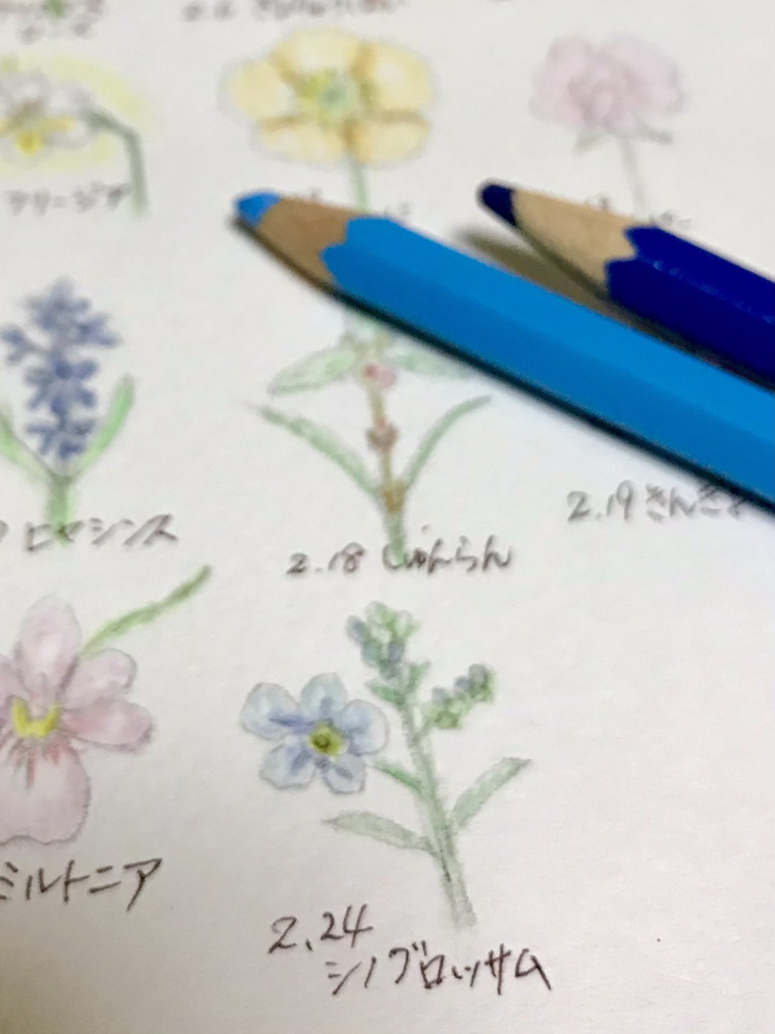 Atelier M Birthday Flowers 2月24日の誕生花は シノグロッサム 花言葉は 真実の愛 など お誕生日の皆さん おめでとうございます 中国原産の勿忘草に似たお花 青紫色の花は大切な人にささげる花として人気だそう 2月24日誕生日 誕生花