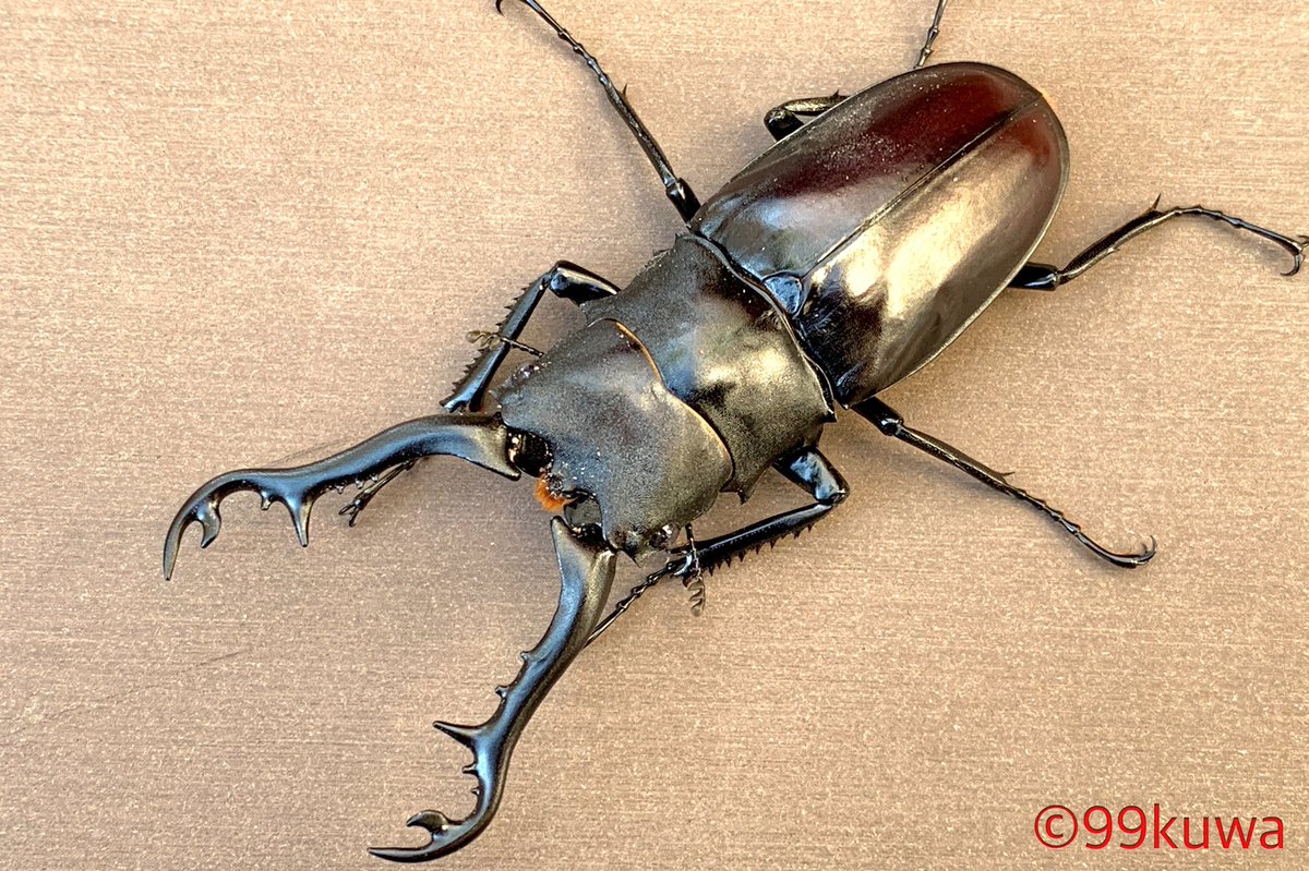 ギラファ　アクティオン ティモールギラファ 上翅が赤褐色になるギラファです。 最近ではあまり