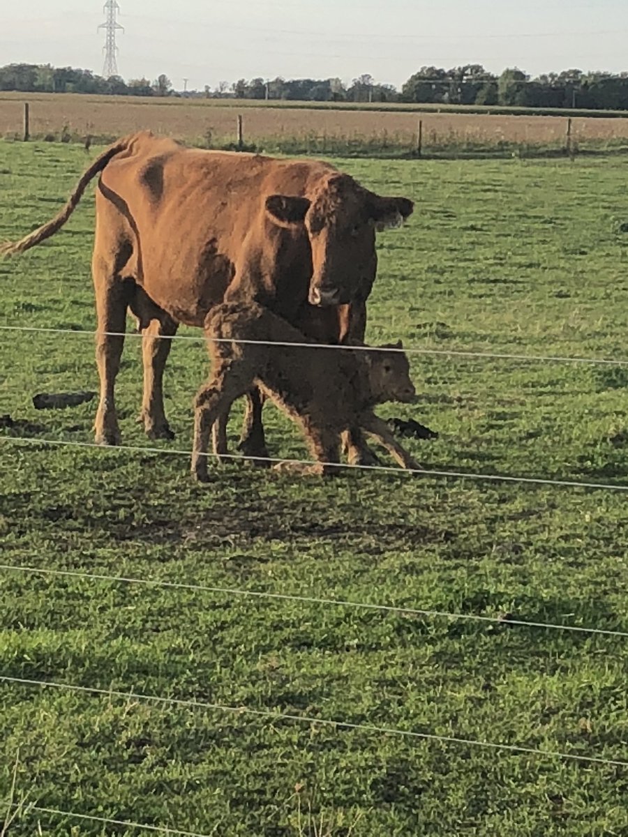 eyrefarms_ralph's tweet photo. Happy #CdnAgDay !
Love what we do everyday and couldn’t think of a better way of life to share the good times and bad, but doing it with family! https://t.co/0cwkiID9BW
