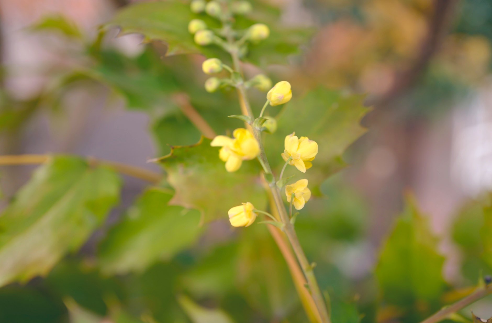 喜屋武ちあき Pa Twitter おはようございます ヒイラギに花がついていたので調べたら 春に黄色い花をつけるヒイラギナンテン という木らしい 原産は台湾で 花言葉は 激しい感情 愛情は増すばかり これからの季節は花探しが捗るので 散歩がてら 喜屋武ちあき Pa Twitter おはようございます ヒイラギに花がついていたので調べたら 春に黄色い花をつけるヒイラギナンテン という木らしい 原産は台湾で 花言葉は 激しい感情 愛情は増すばかり これからの季節は花探しが捗るので 散歩がてら