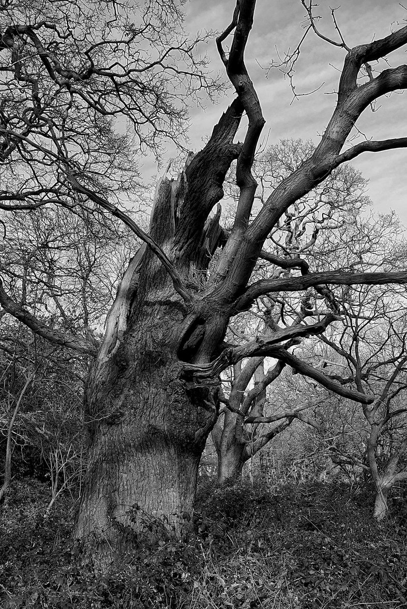 The shape of this storm damaged tree really grabbed my imagination today. I can't decide between colour & mono edit, but either way, it looks like something from a dark fairytale I think. #tree #old #storm #woodland #britishwoodland #nature #londonnature