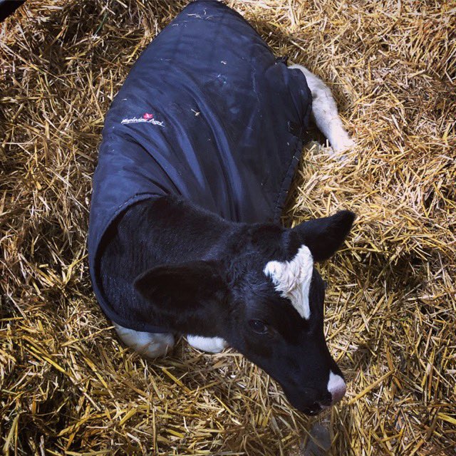 Summit Calf Solutions (@SummitCalf) | Twitter