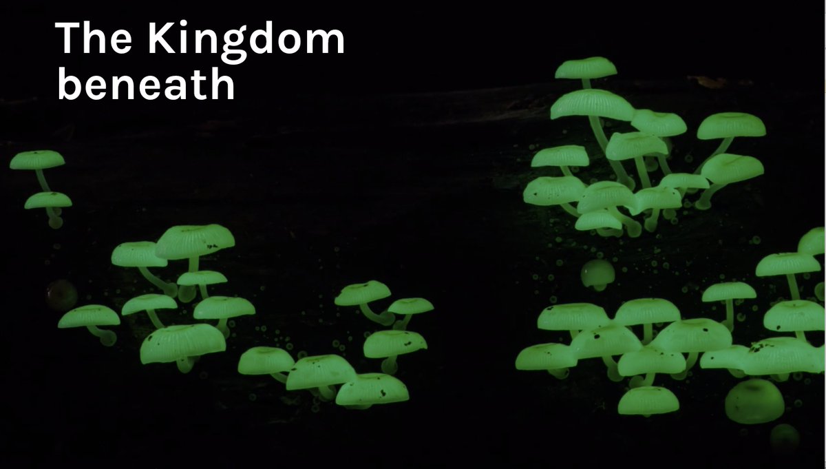 The Kingdom of Fungi exists in the shadows of plants and animals. It underpins everything and yet we know so little about it. For Stephen Axford, a passion for documenting fungi has taken him all over the world. bit.ly/WildernessJour…