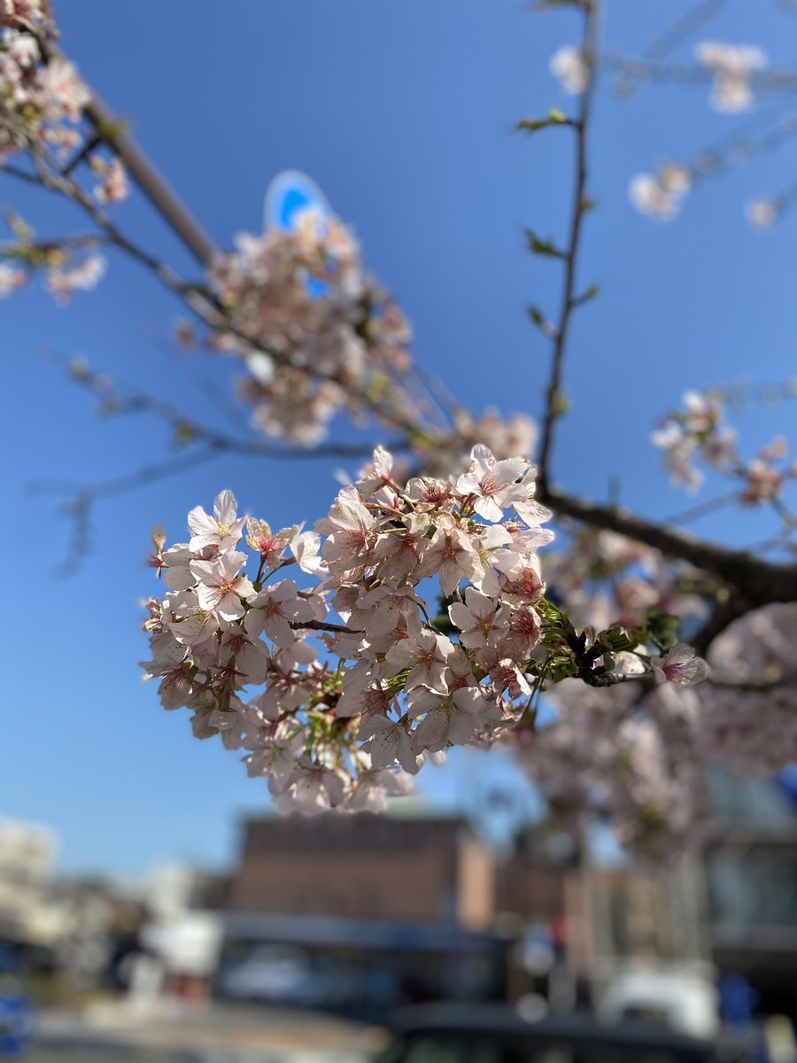 鎌倉 ギャラリー雅みやび おみやげ社長 鎌倉メトロポリタンホテル近くの桜が満開でした ここだけいつも早いんです 八幡宮 若宮大路はまだ固い蕾でした 鎌倉 小町通り お土産 縁結びカード おみやげ社長 スタエフ Kamakura 桜 お花見