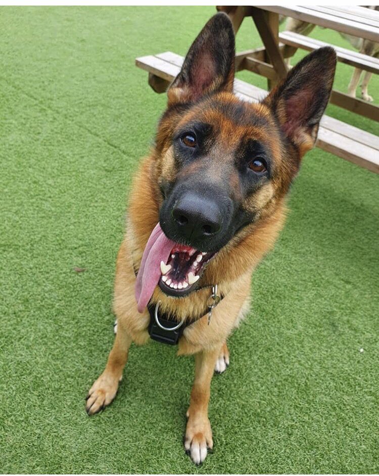 VSmallman's tweet photo. @DC_PoliceDogs Just the most cutest puppies.  Love following their story. Here’s our gsd🥰 https://t.co/ystuEpfPh2