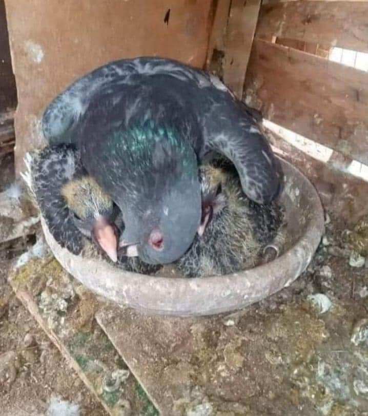 خلصت عمرها أتحوم وداري بيهن
تاليها من الخوف ماتت عليهن
#عشك