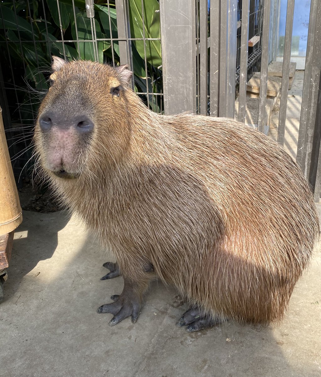 もふもふ Cocoru 出入り口の看板の横で 微笑みを浮かべて脱走の機会を窺うカピバラさん 置物みたいに看板と一体化してて 最初気づかなかったー お主 さては 常習犯だな 神戸どうぶつ王国 カピバラ オヤツを上げた時もいただけないような天使