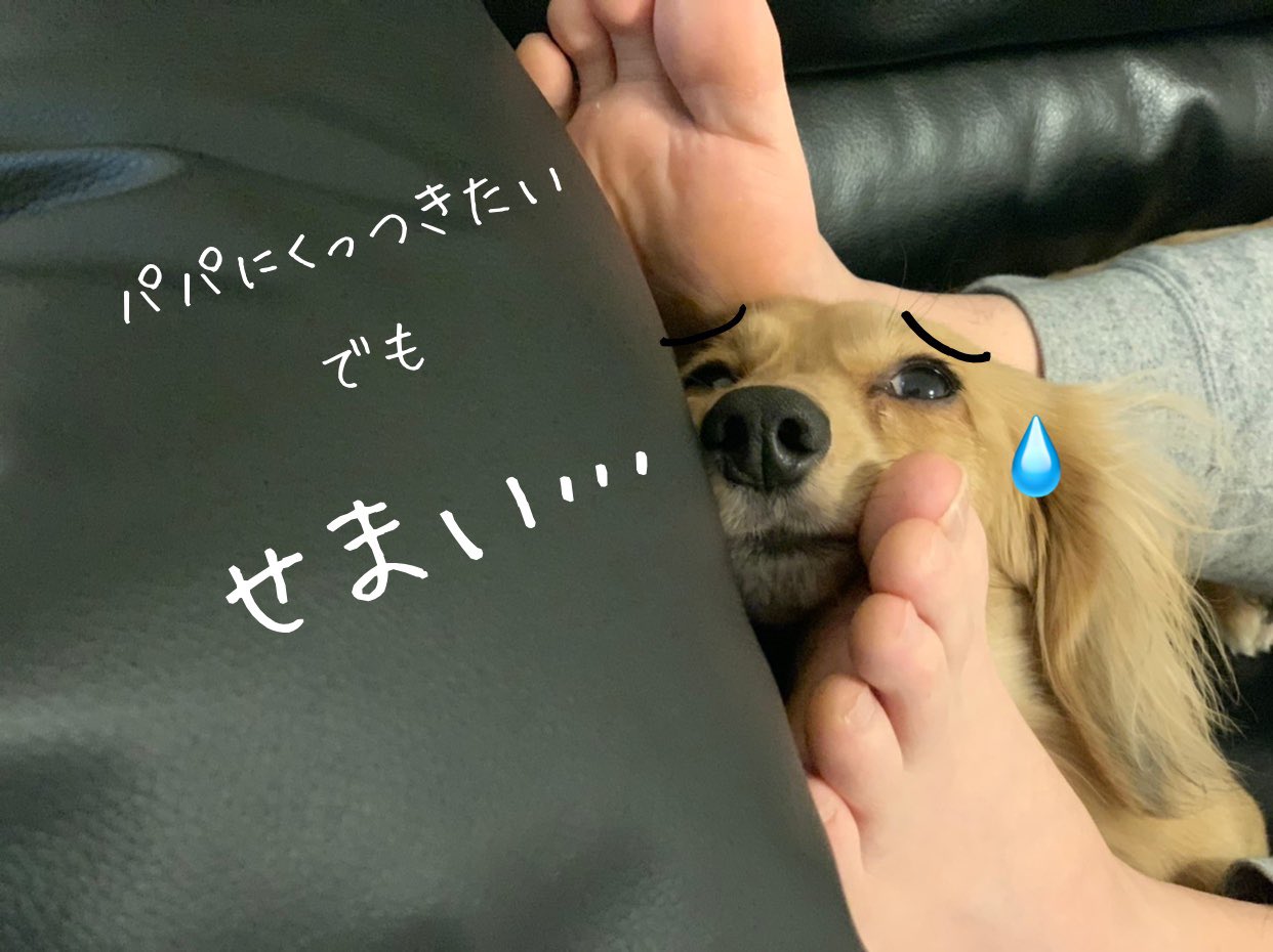 元保護犬ダックスのクーチャンネル Qoochannel 99 Twitter