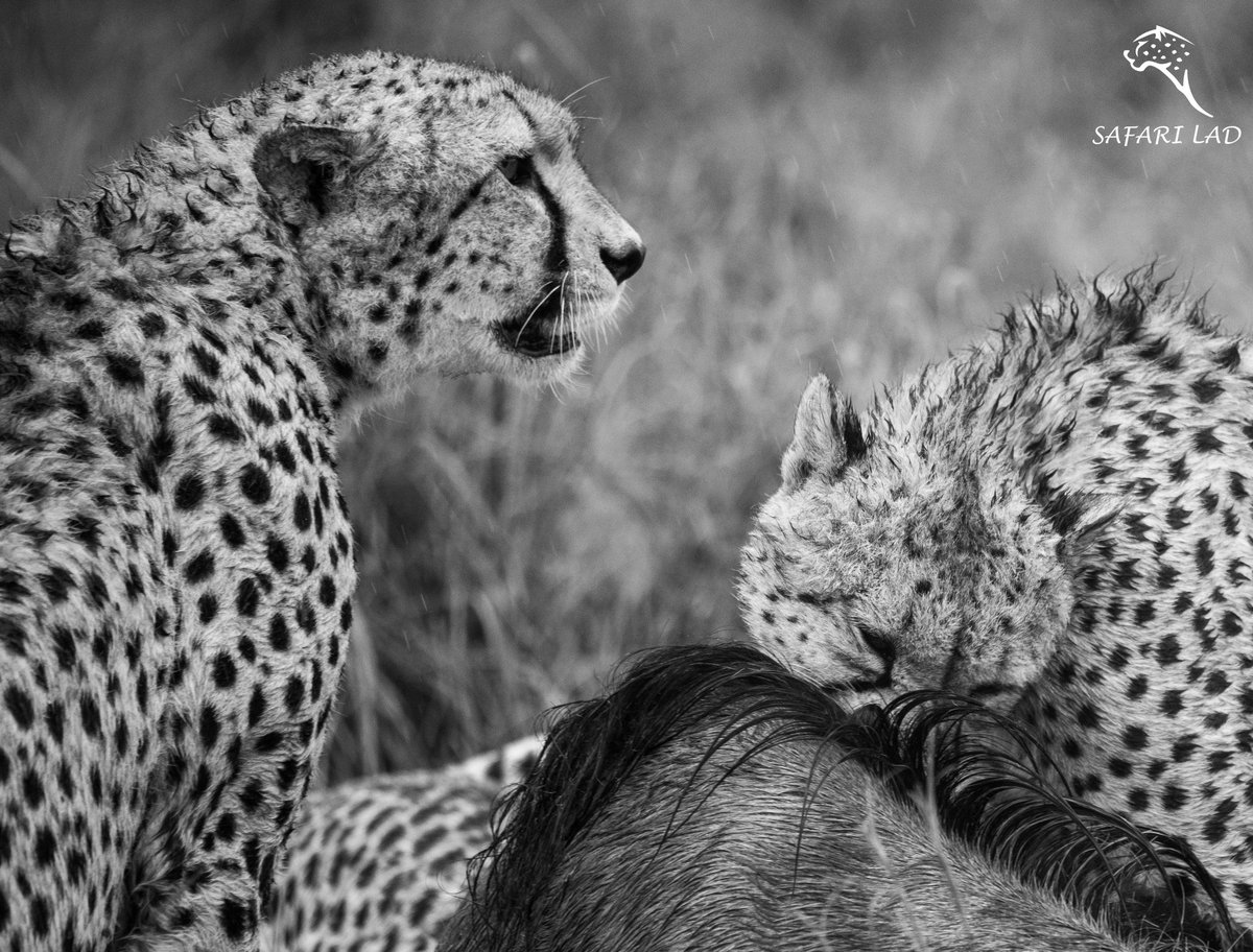 Breakfast
Two of the Tano Bora feeding on a wildebeest on a rainy morning
#safarilad #Cheetah #maasaimaranationalreserve #maasaimara #wildlife #nikonphotography #wildlifephotography #talekbushcamp #Kenya #africa