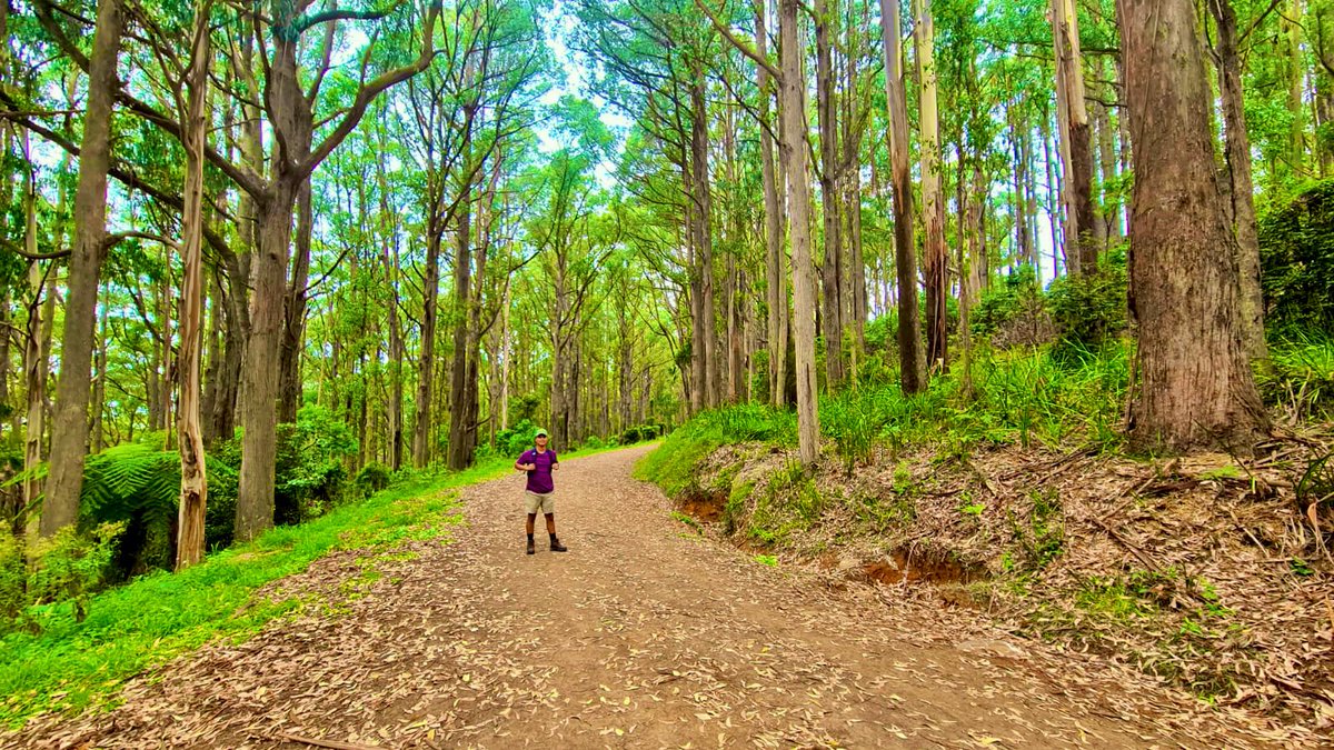 itsmeaatish's tweet photo. Dandenong Range 15km Loop Trail. https://t.co/WUbCADTaLI