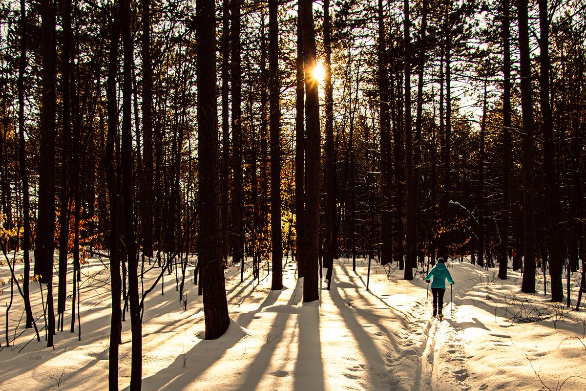 Late Afternoon Tracks. St Lawrence County Forest, Town of Pierrepont. Photo: Bret Zvacek. NCPR’s Photo of the Day (ncpr.org/photo #ncprpotd) is supported by NoCo Homestead