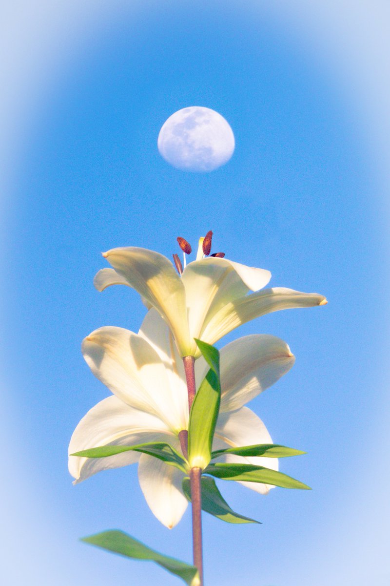 Yosnier_'s tweet photo. the moon came out early today :) https://t.co/29A8RzfqtM